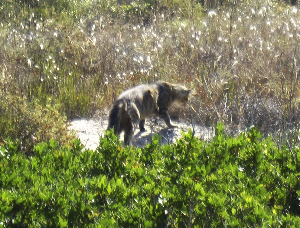 Gatto selvatico nella pineta di Arborea?